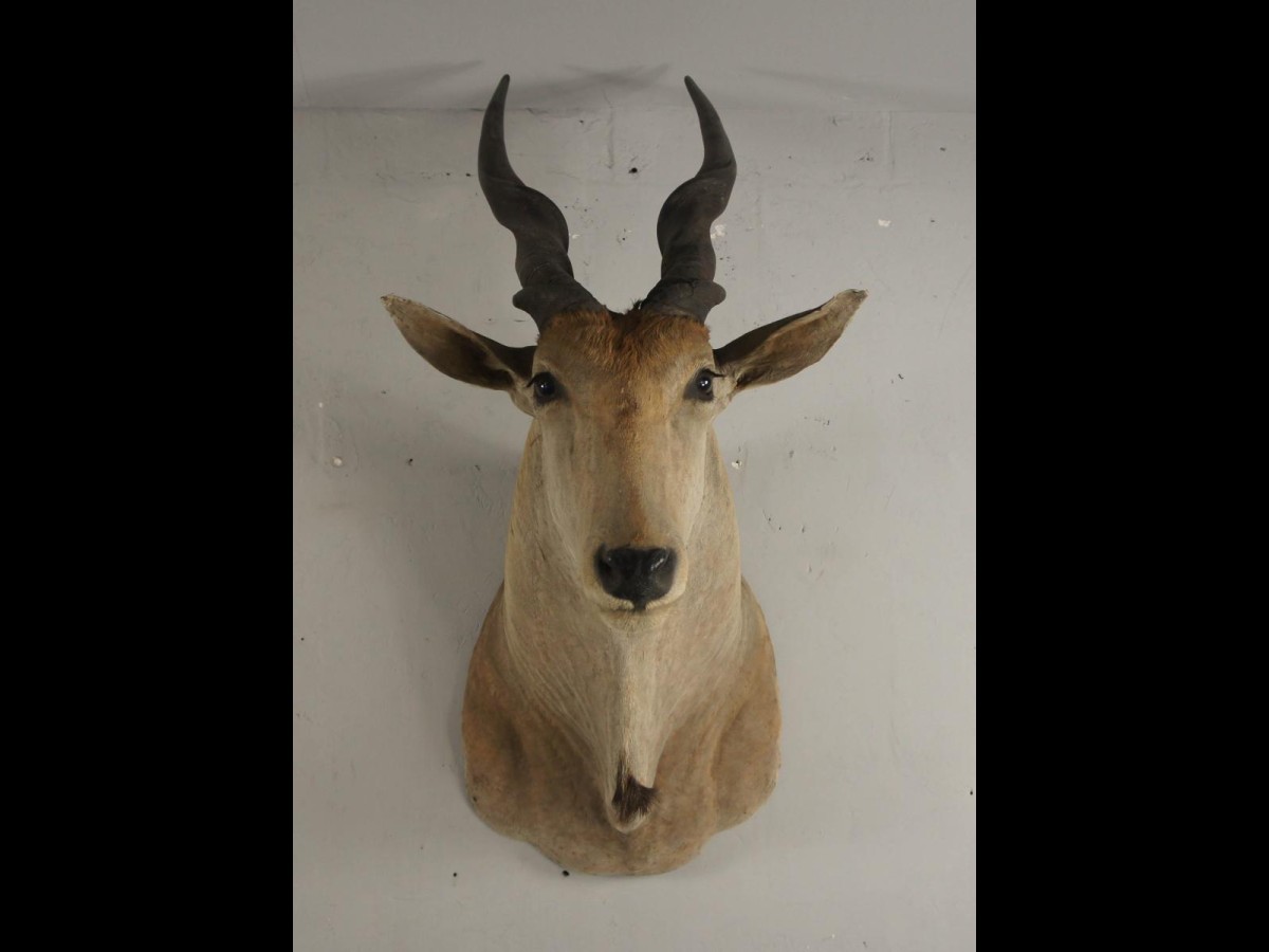 20th Century Large African Giant Eland Taxidermy Shoulder Mount Antlers