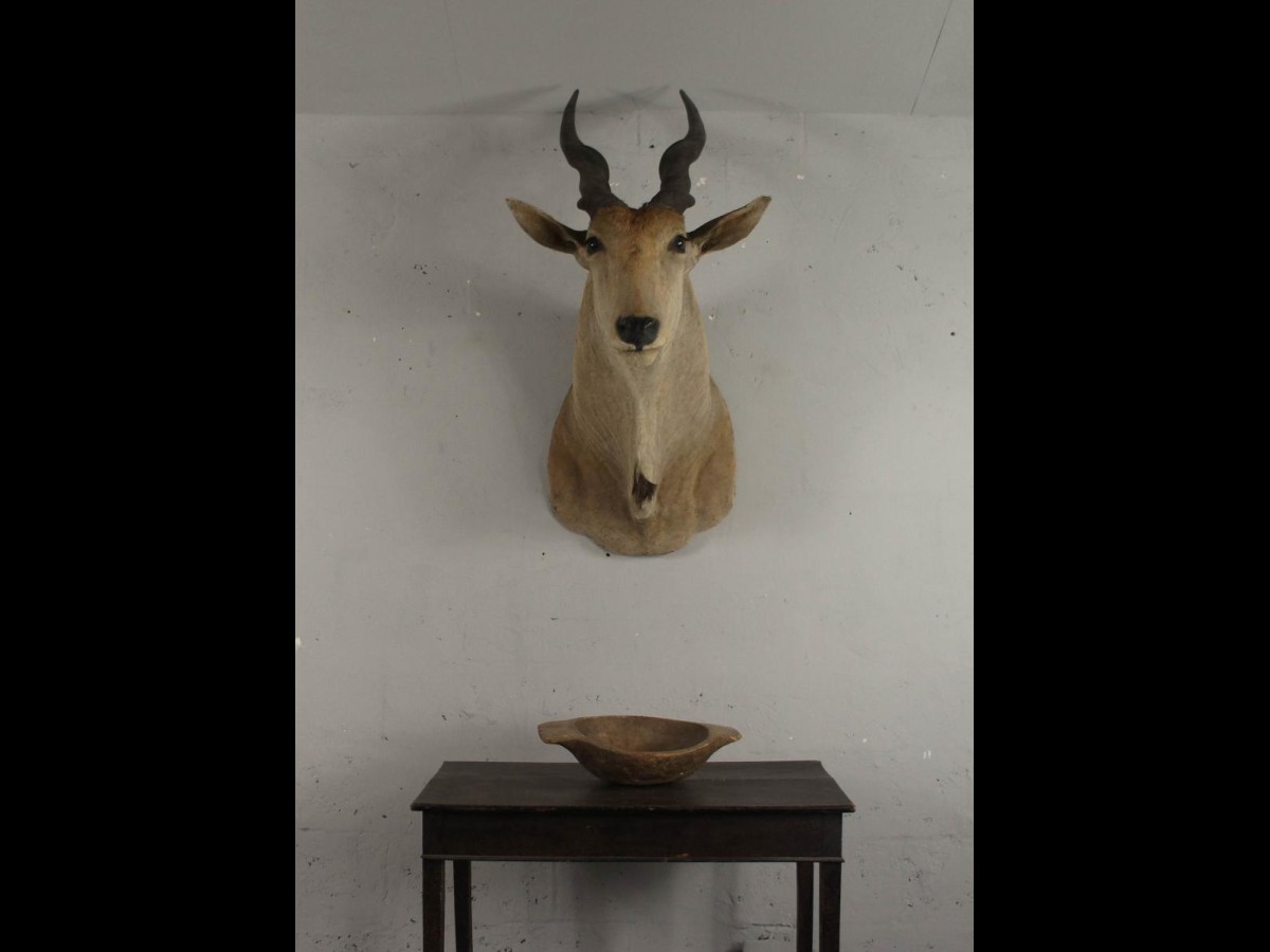 20th Century Large African Giant Eland Taxidermy Shoulder Mount Antlers