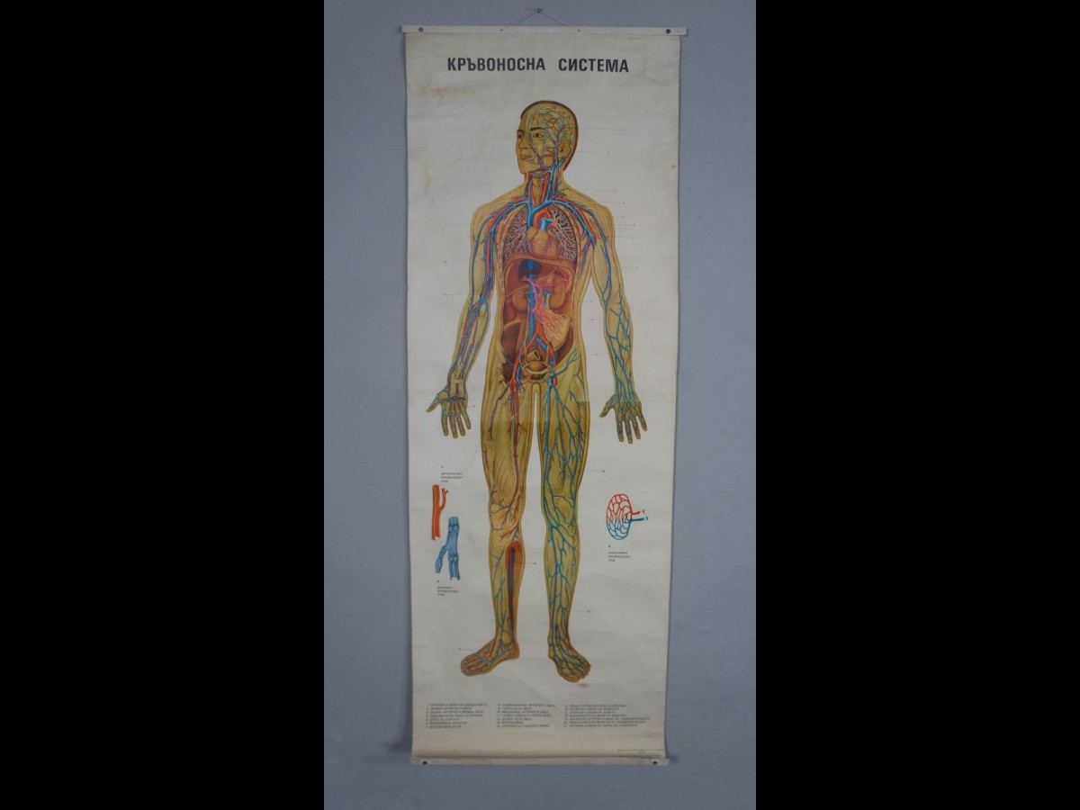 Vintage Anatomy Poster