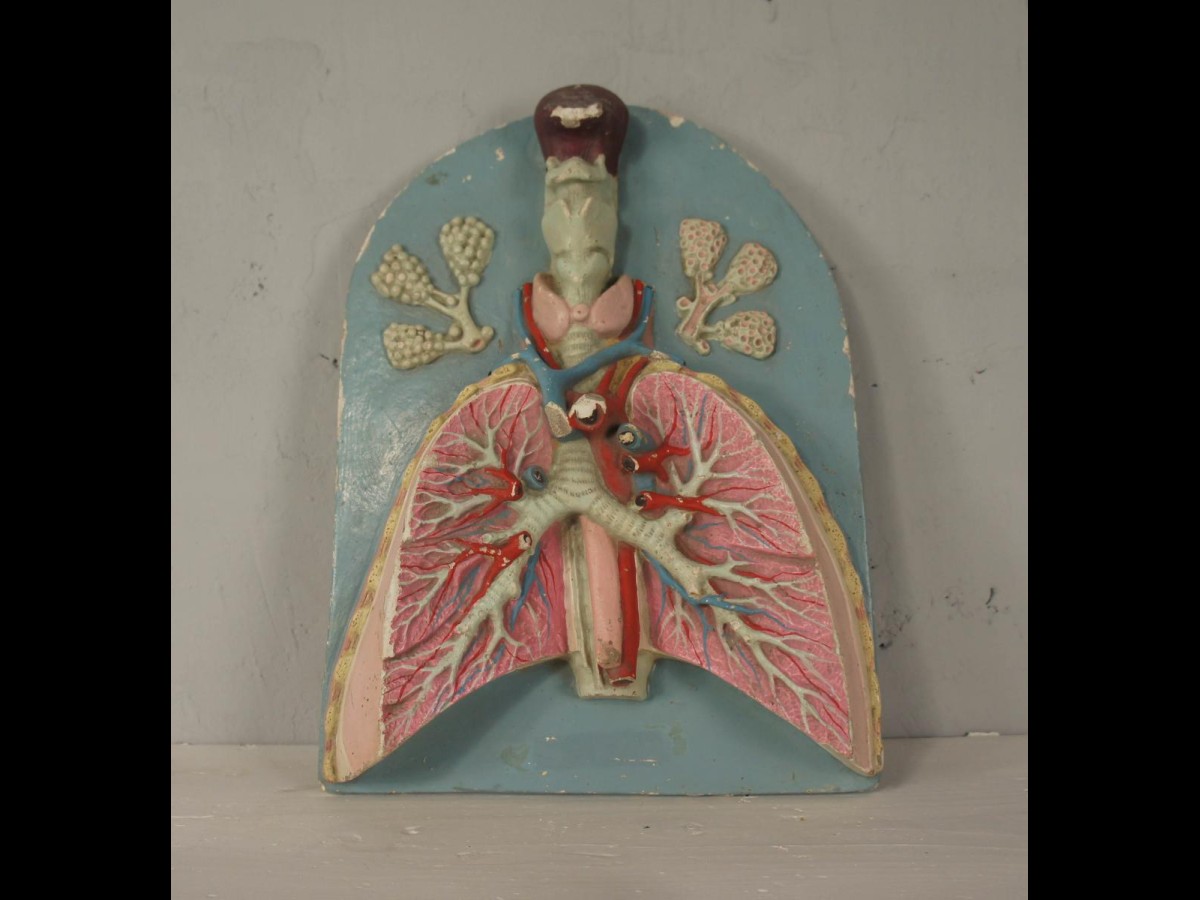 20th Century Painted Plaster Human Anatomy Model of Lungs
