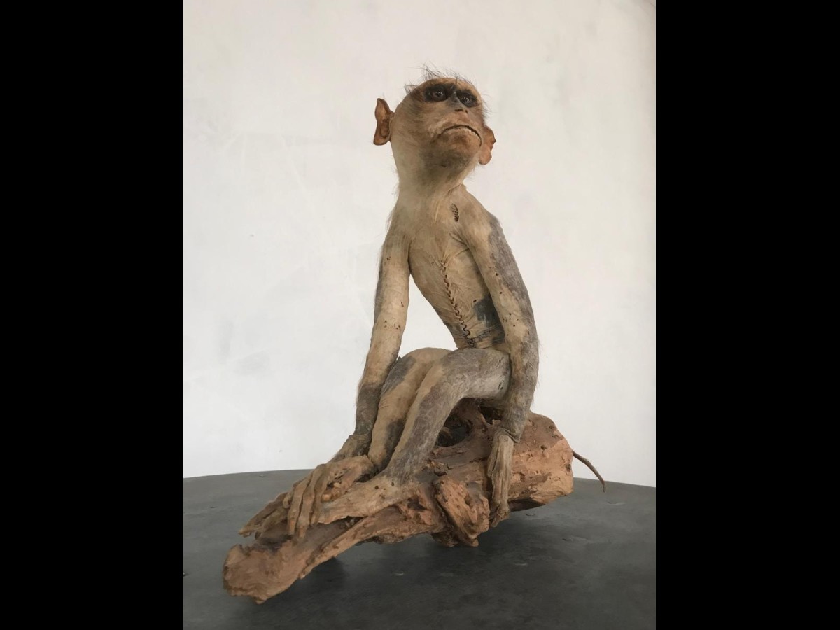 19th Century Victorian Stuffed Macaque Monkey Taxidermy Collectible Curiosity